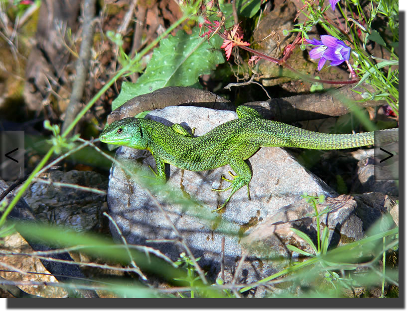 Lacerta trilineata